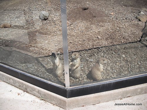 groundhogs-at-the-Turtleback-Zoo-2010