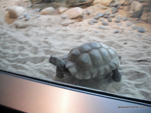 turtle-at-the-Turtleback-Zoo-2010